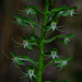 Soft Ghost Orchid - Photo (c) Bart Wursten, some rights reserved (CC BY-NC), uploaded by Bart Wursten