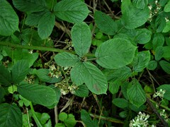 Rubus newbouldii