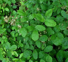 Rubus newbouldii