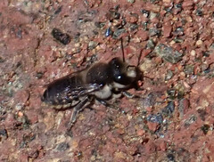 Megachile canariensis