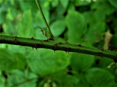 Rubus newbouldii