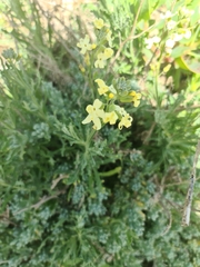 Mathewsia foliosa