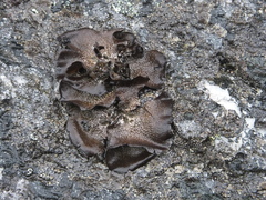 Umbilicaria proboscidea