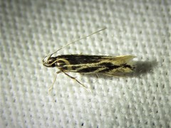 Eralea albalineella