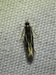 Eralea albalineella