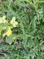 Mathewsia foliosa