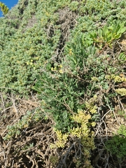 Mathewsia foliosa