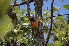 Poicephalus rufiventris