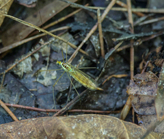 Nephrotoma virescens