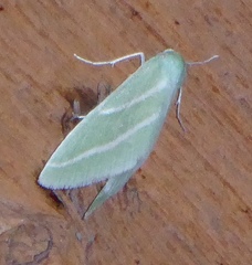 Synchlora bistriaria