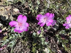 Epilobium siskiyouense