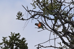 Poicephalus rufiventris