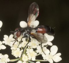 Cylindromyia interrupta