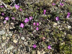 Epilobium siskiyouense