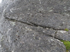 Umbilicaria proboscidea