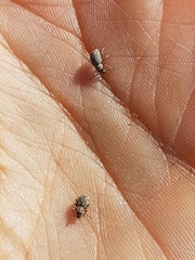 Calomycterus setarius