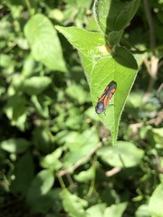 Oncometopia rufipennis