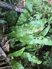 Leptochilus hemionitideus
