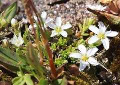Arenaria ciliata