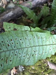 Leptochilus hemionitideus