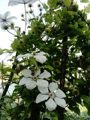 Clematis × jackmanii