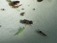 Xylobiops sextuberculatus