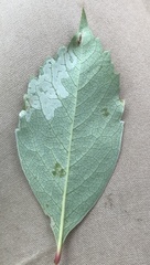 Phyllocnistis ampelopsiella