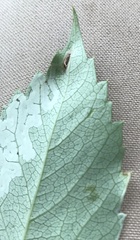 Phyllocnistis ampelopsiella