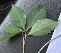 Phyllocnistis ampelopsiella