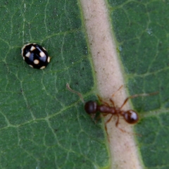 Brachiacantha decempustulata