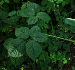Rubus halsteadensis
