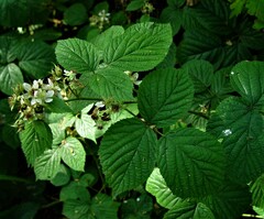 Rubus halsteadensis