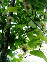 Clematis × jackmanii