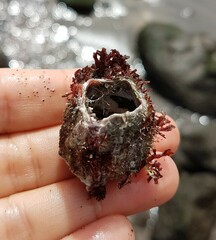 Megabalanus azoricus
