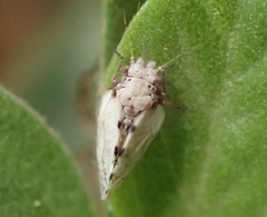 Euglyptoneura robusta