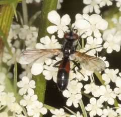 Cylindromyia interrupta