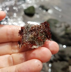 Megabalanus azoricus