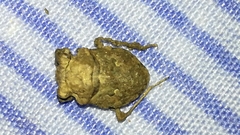 Gelastocoris