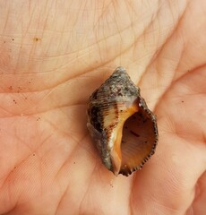 Stramonita haemastoma