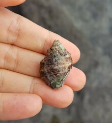 Stramonita haemastoma