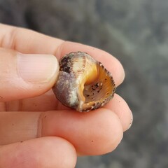 Stramonita haemastoma