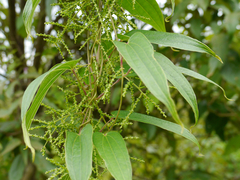 Dioscorea oppositifolia
