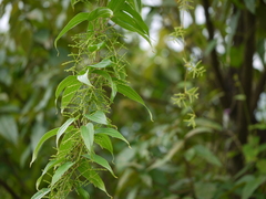 Dioscorea oppositifolia