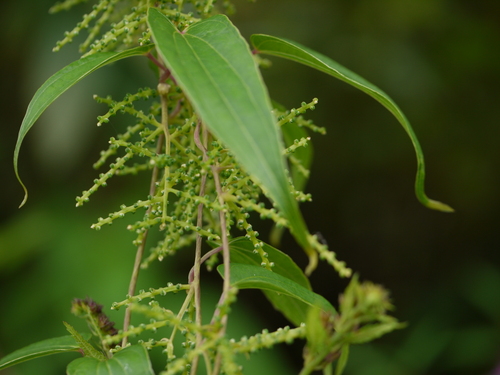 Dioscorea oppositifolia, photograph 6