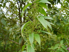 Dioscorea oppositifolia