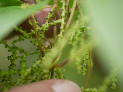 Dioscorea oppositifolia