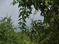 Dioscorea oppositifolia