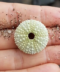 Sphaerechinus granularis