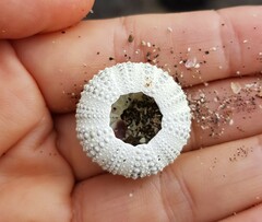 Sphaerechinus granularis