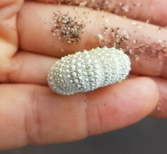 Sphaerechinus granularis